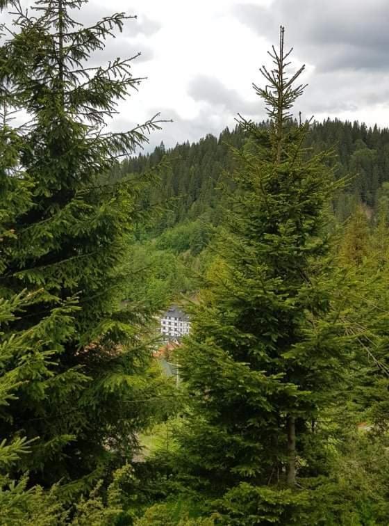 Vila Irina - Apartman Milos Kopaonik Exterior photo